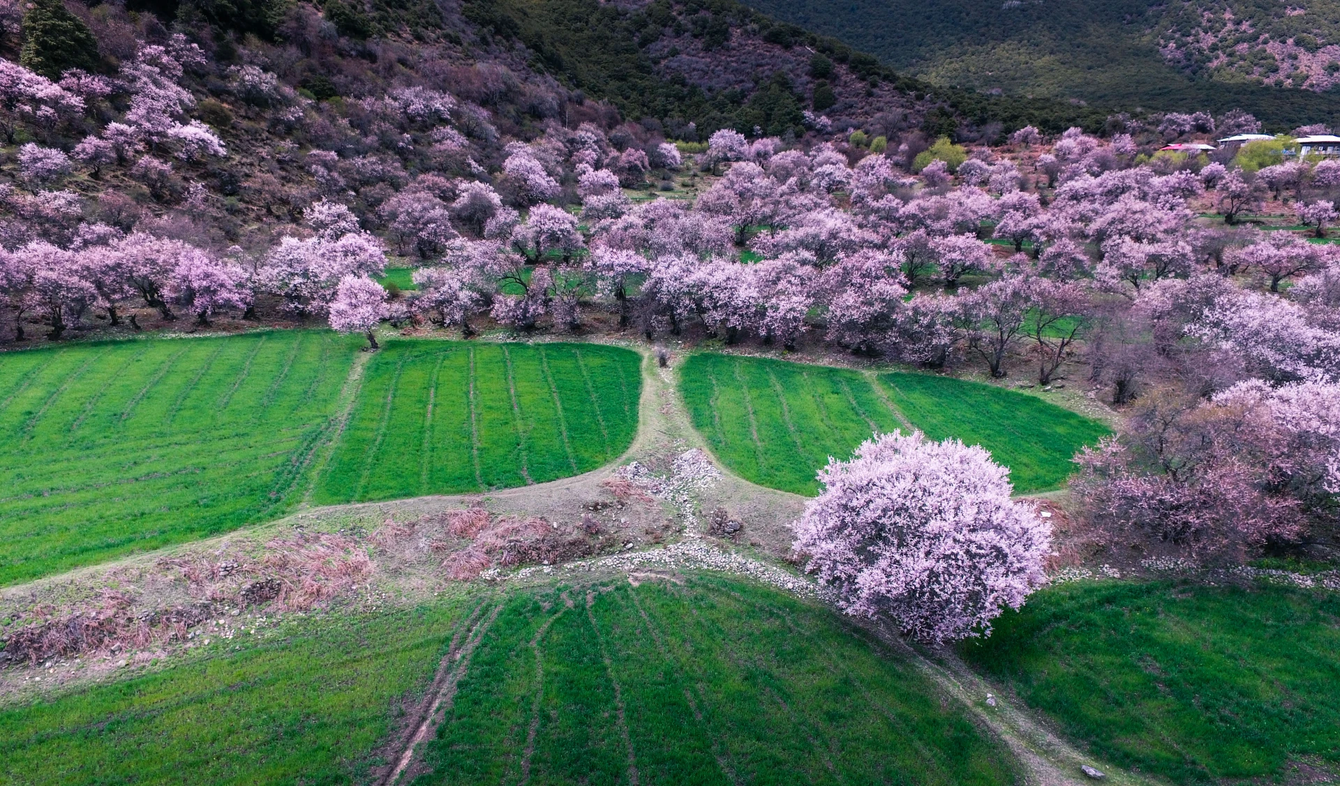 林芝 13
